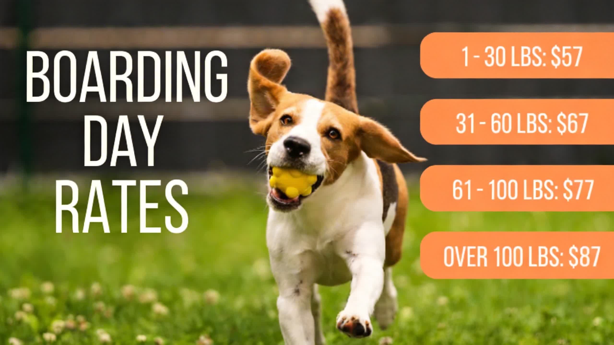 Dog Boarding Rates