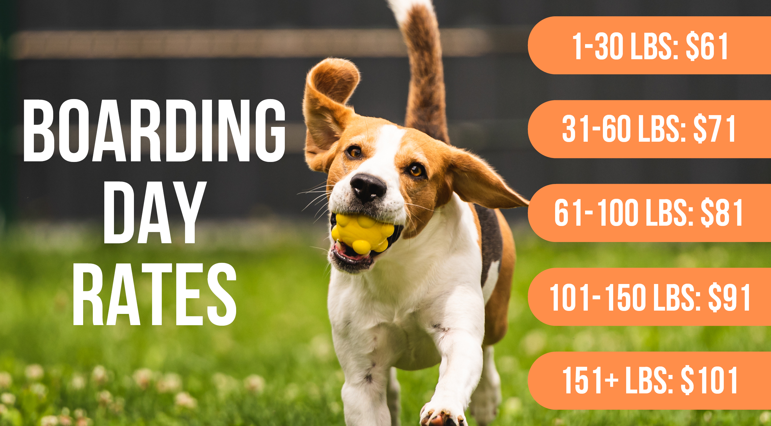 dog boarding prices